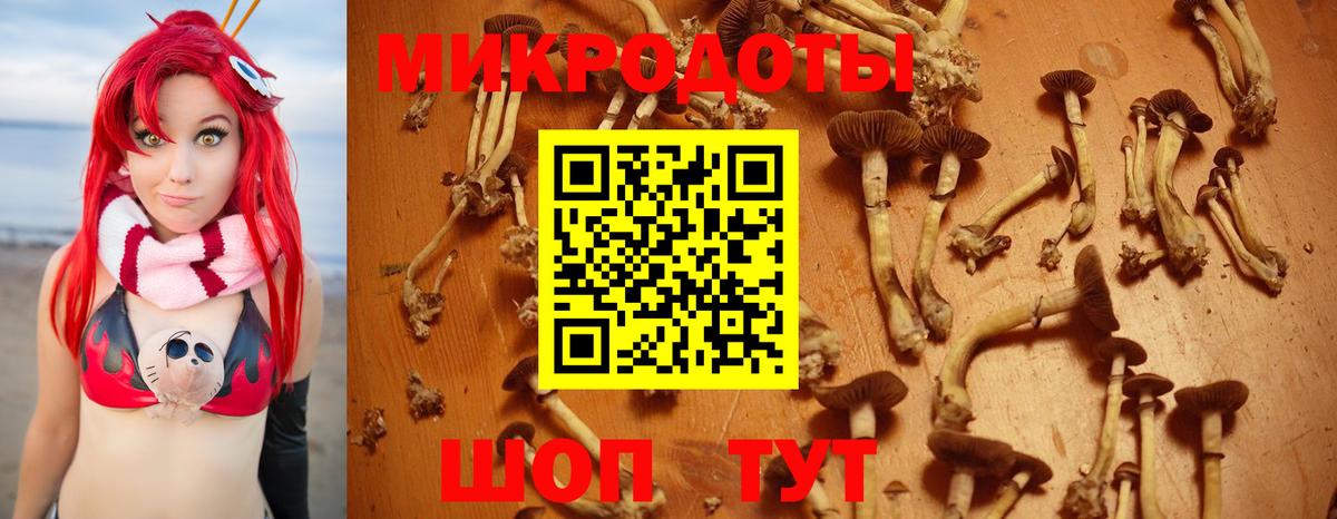 Псилоцибиновые грибы прущие грибы Зима